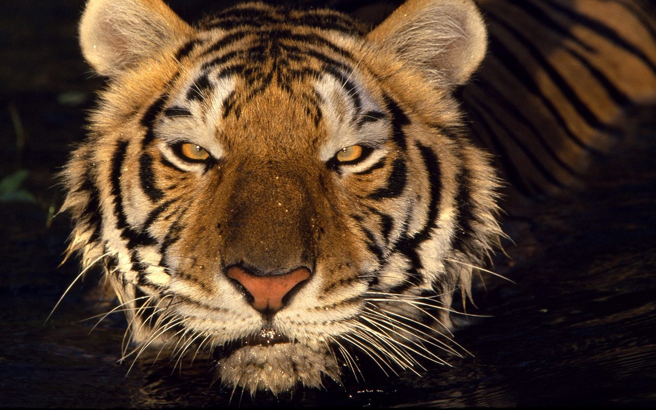 Foto Wallpaper Tigre #16 - 1280x800