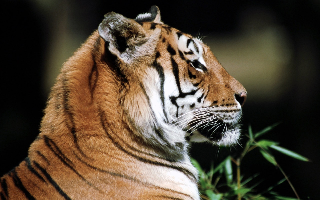 Tiger Photo Wallpaper #20 - 1280x800