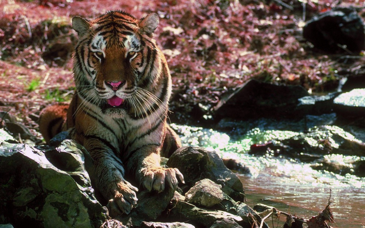 Tiger Photo Wallpaper #28 - 1280x800