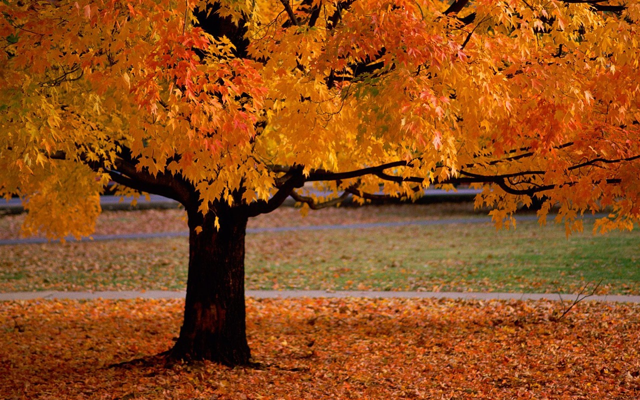 Herbstlandschaft schöne Tapete #2 - 1280x800