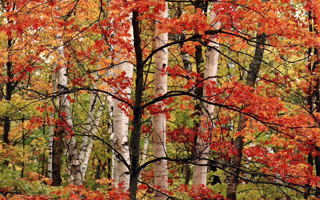 Herbstlandschaft schöne Tapete #3 - 1280x800