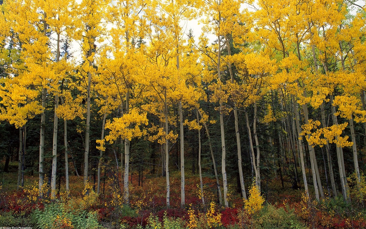 Herbstlandschaft schöne Tapete #4 - 1280x800