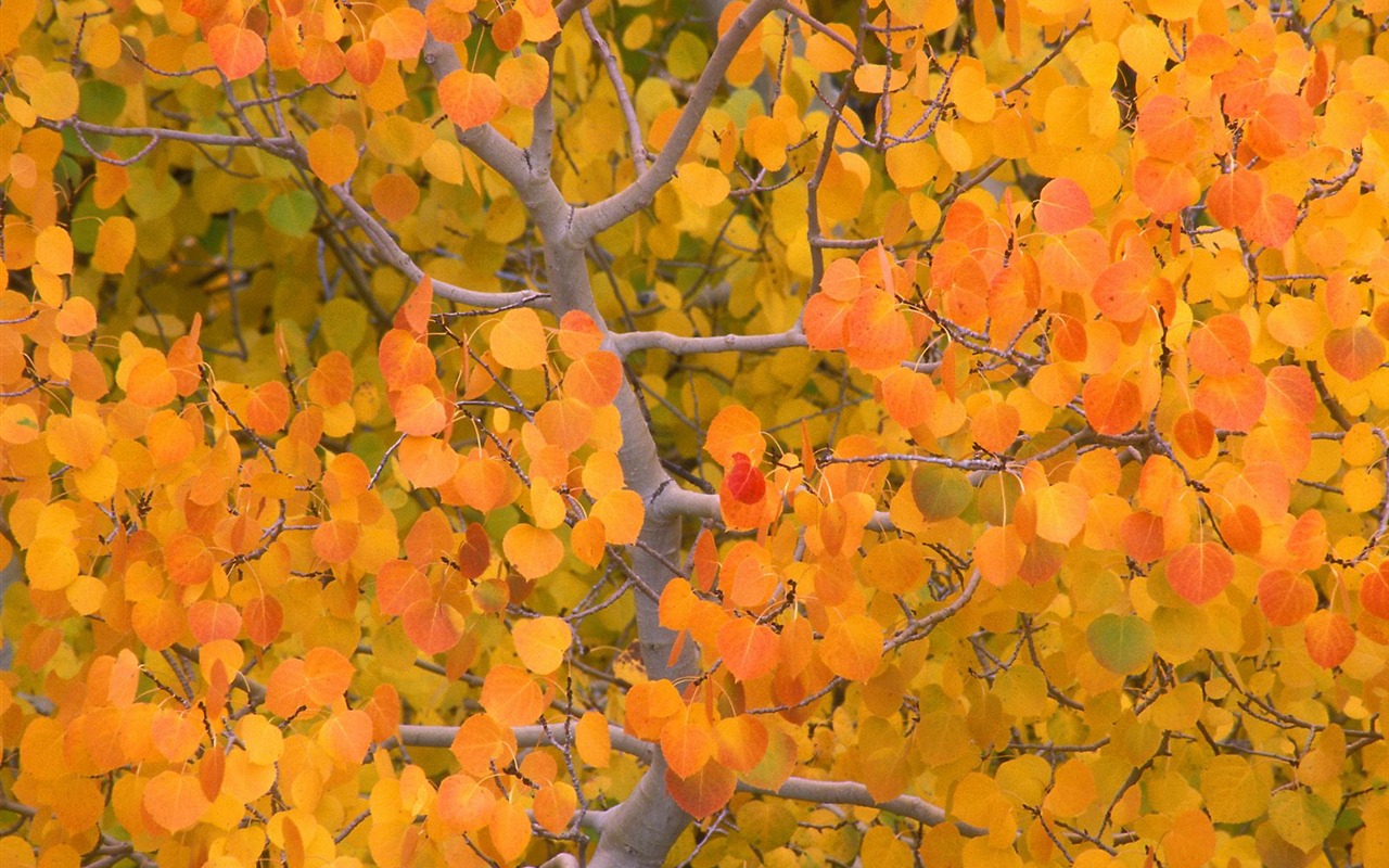 Herbstlandschaft schöne Tapete #5 - 1280x800