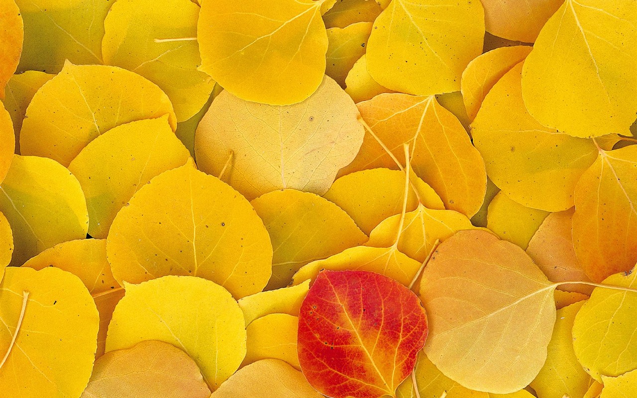 Herbstlandschaft schöne Tapete #6 - 1280x800