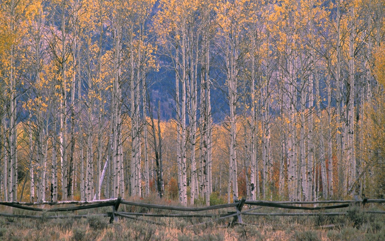 Podzimní krajina krásná tapeta #7 - 1280x800