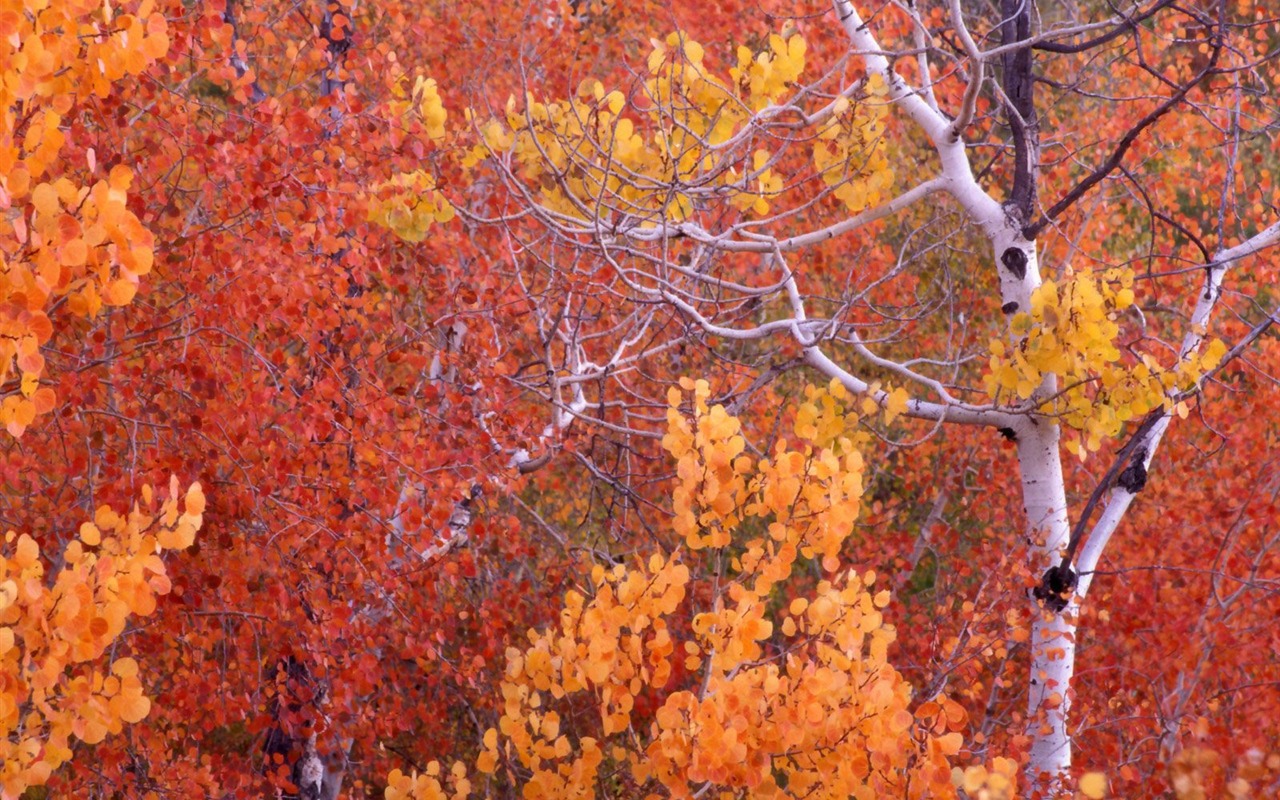 Podzimní krajina krásná tapeta #8 - 1280x800