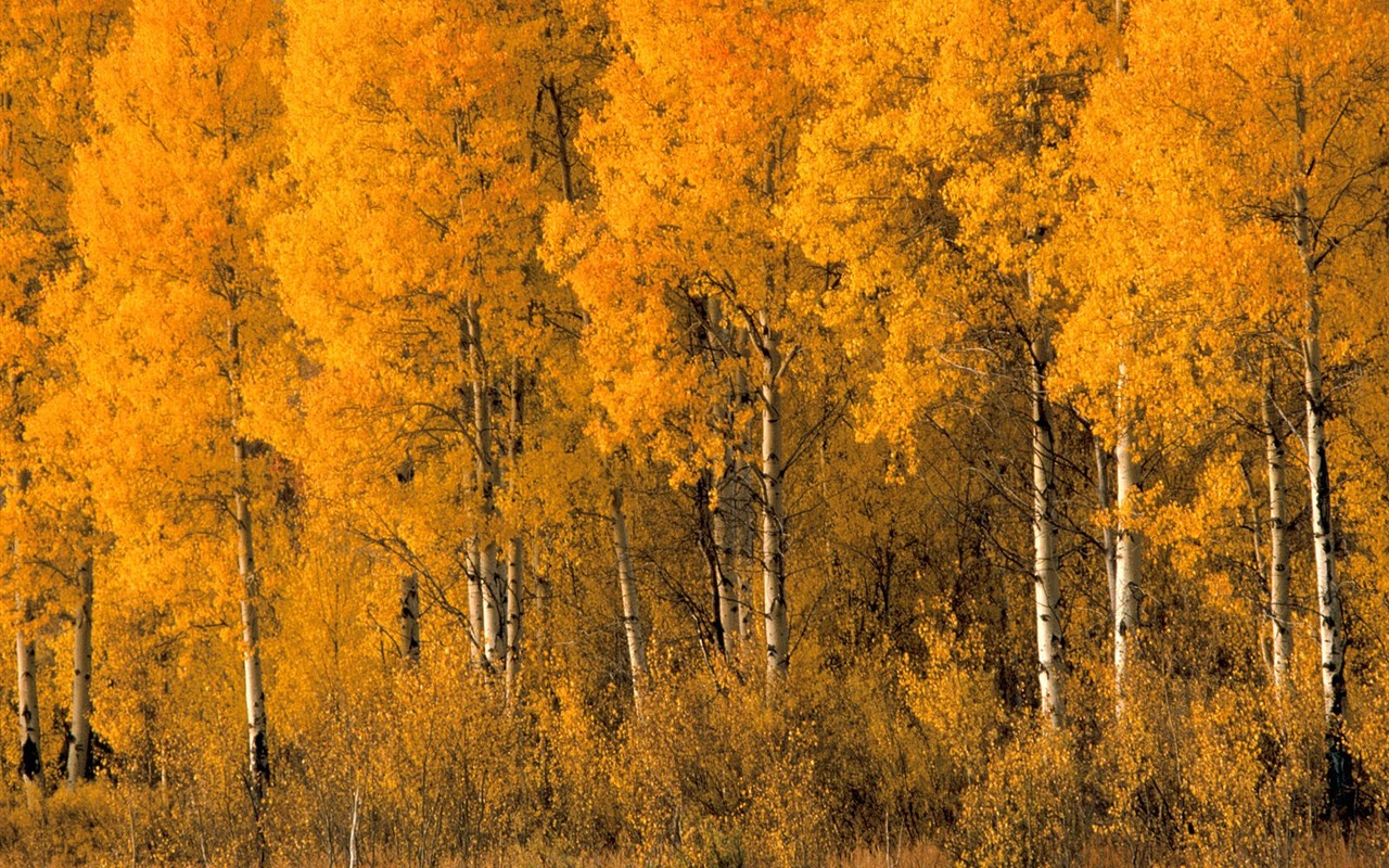 Podzimní krajina krásná tapeta #9 - 1280x800