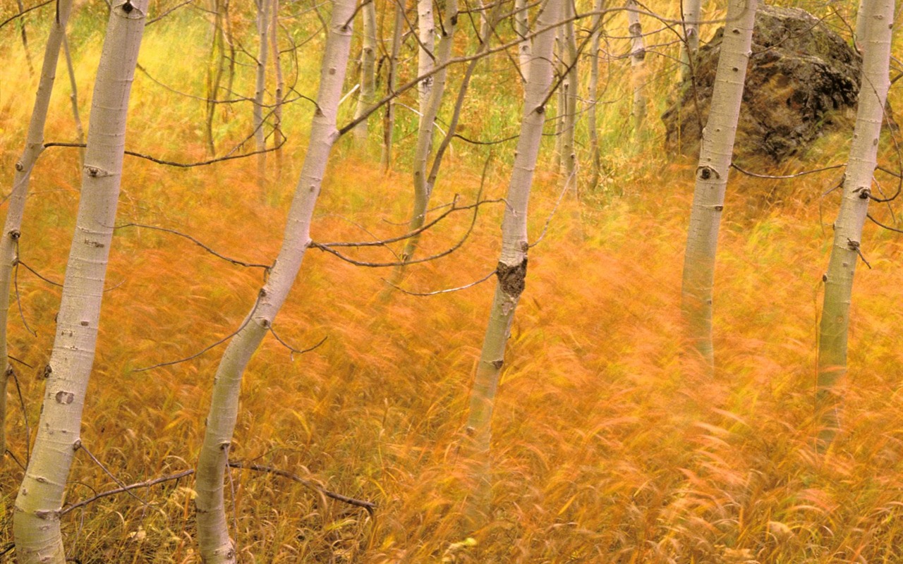 Herbstlandschaft schöne Tapete #10 - 1280x800