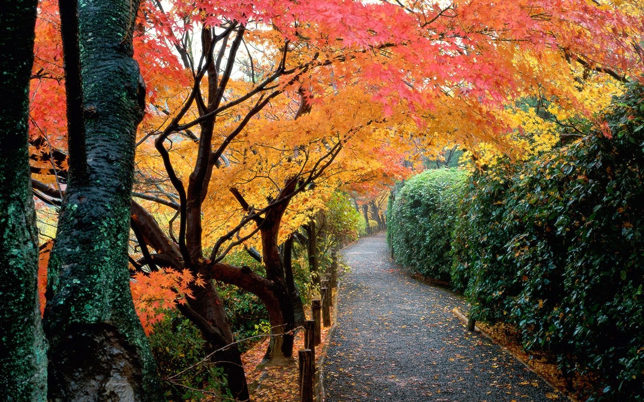 Herbstlandschaft schöne Tapete #14 - 1280x800
