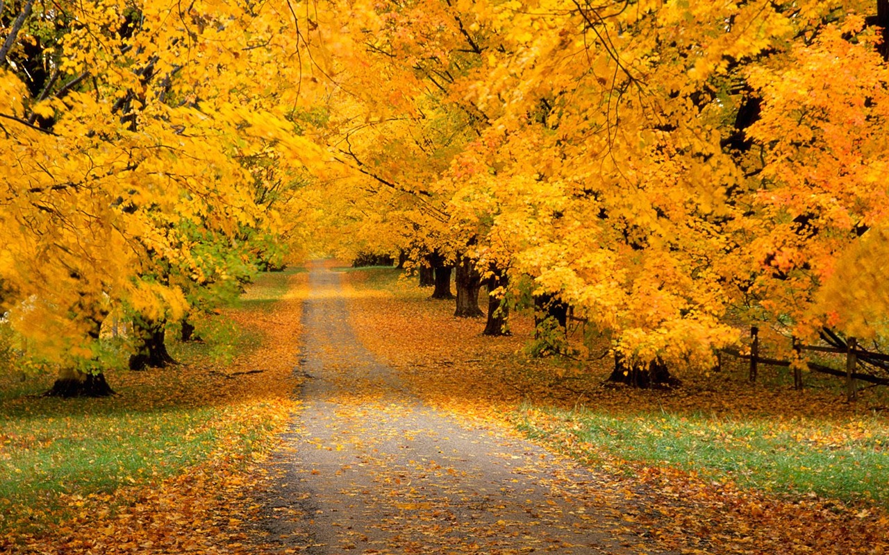 Herbstlandschaft schöne Tapete #16 - 1280x800