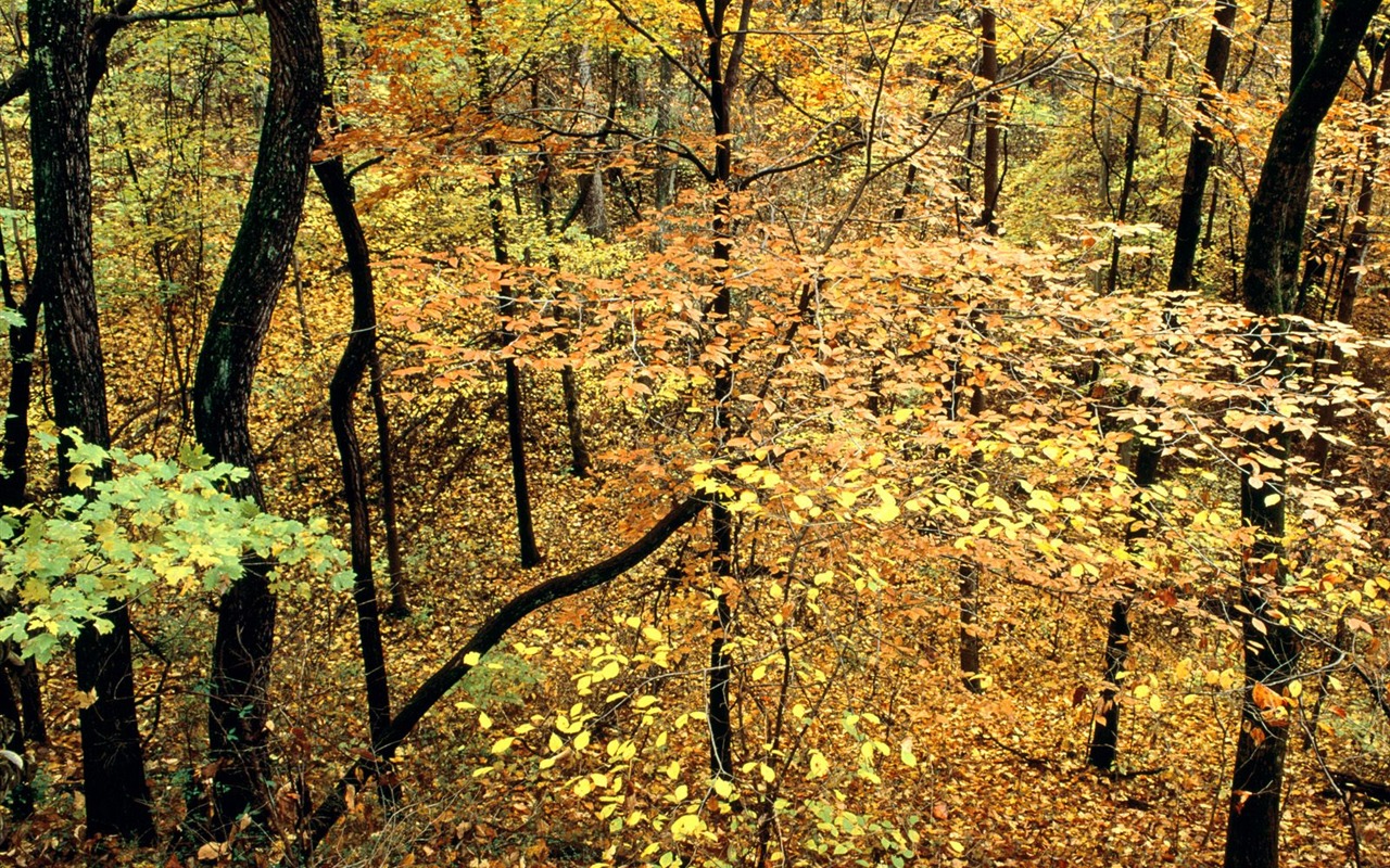 Podzimní krajina krásná tapeta #18 - 1280x800