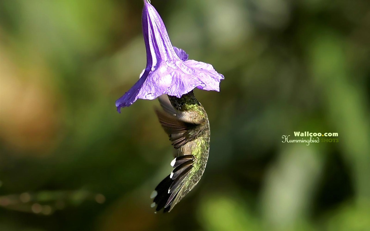 Hummingbirds Photo Wallpaper #3 - 1280x800