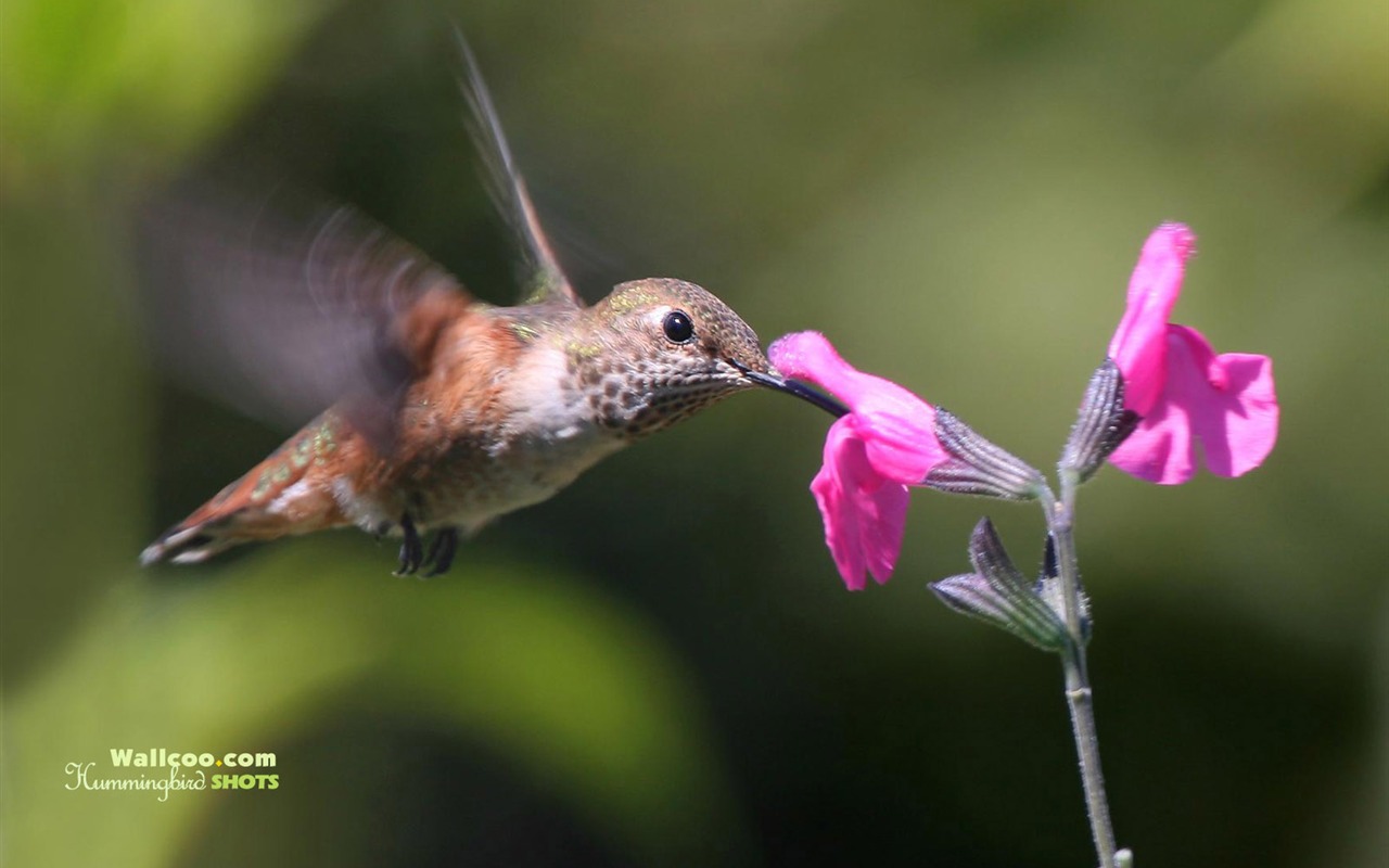 Hummingbirds 사진 바탕 화면 #4 - 1280x800