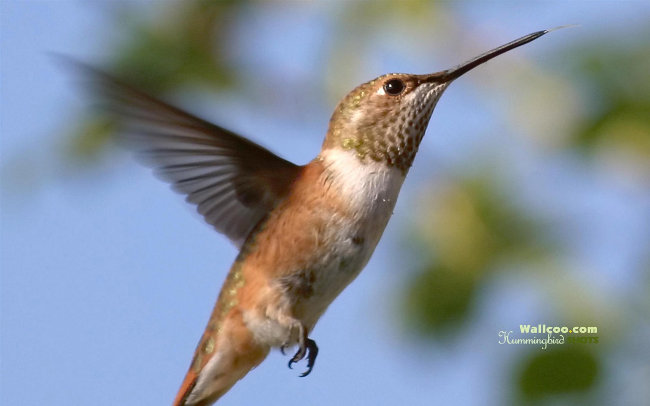 Hummingbirds Photo Wallpaper #5 - 1280x800