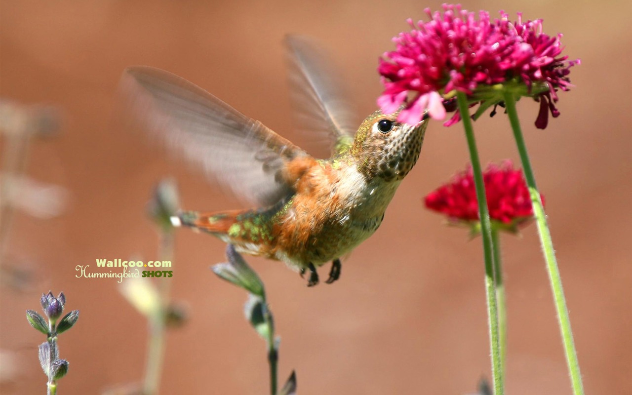 Hummingbirds Photo Wallpaper #10 - 1280x800