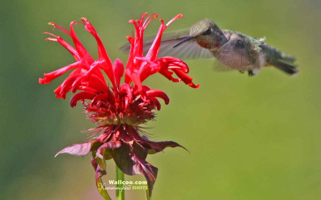 hummingbirds Foto Wallpaper #12 - 1280x800