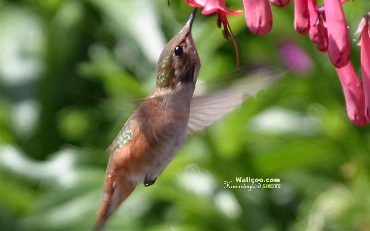 Hummingbirds Photo Wallpaper #13 - 1280x800