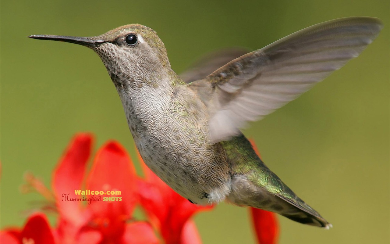 Hummingbirds Фото обои #14 - 1280x800