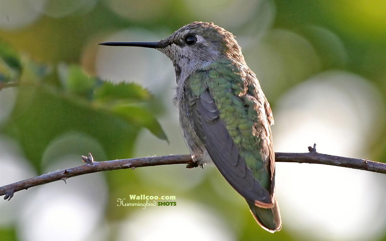 hummingbirds Foto Wallpaper #15 - 1280x800
