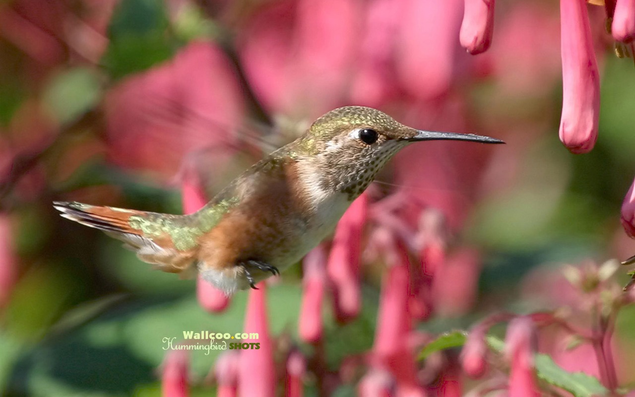 hummingbirds Foto Wallpaper #16 - 1280x800