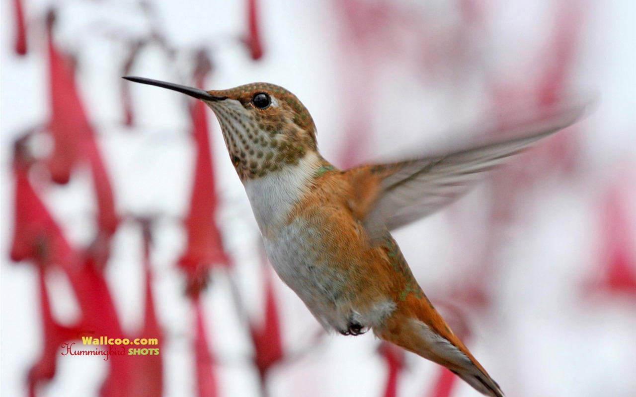 hummingbirds Foto Wallpaper #17 - 1280x800