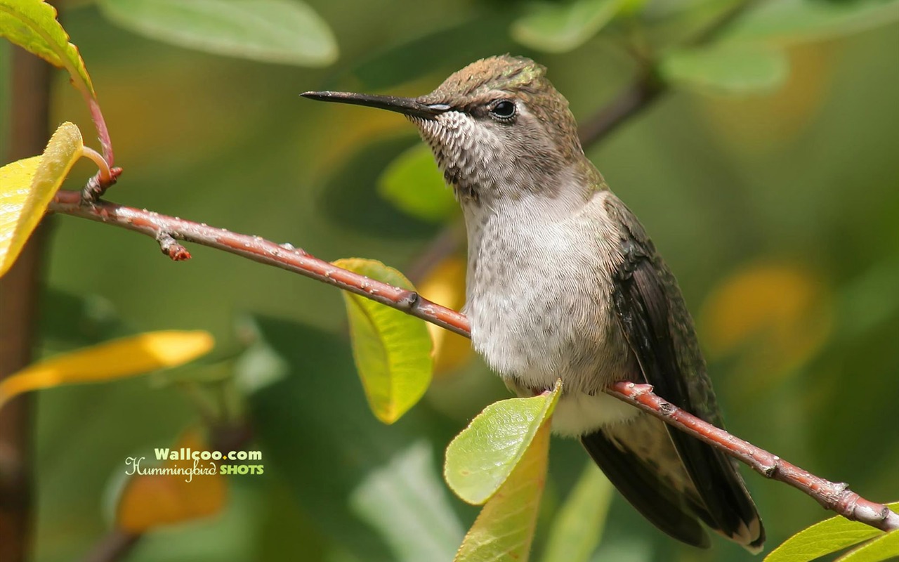 hummingbirds Foto Wallpaper #18 - 1280x800