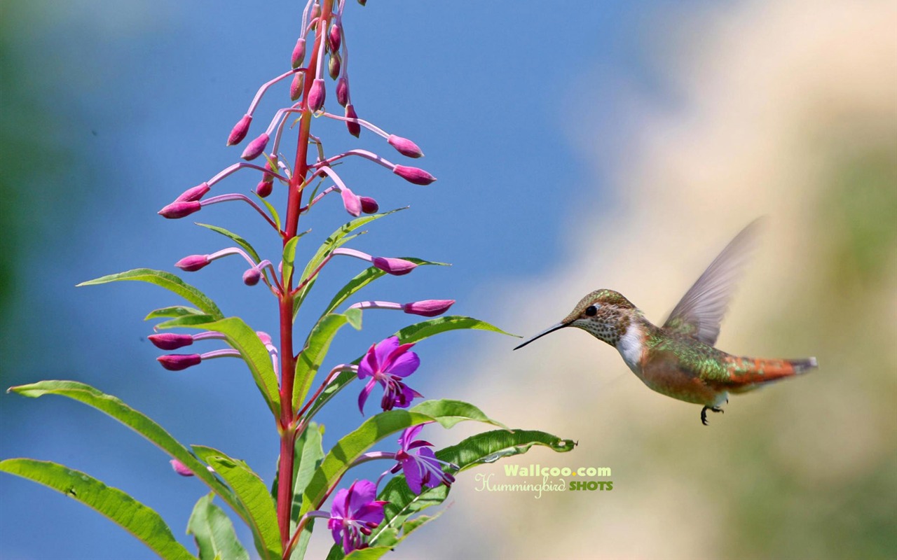 hummingbirds Foto Wallpaper #19 - 1280x800