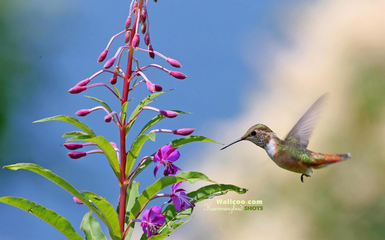 Colibríes Foto Wallpaper #19 - 1280x800