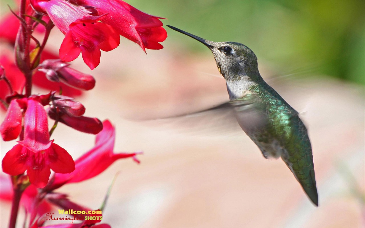hummingbirds Foto Wallpaper #20 - 1280x800