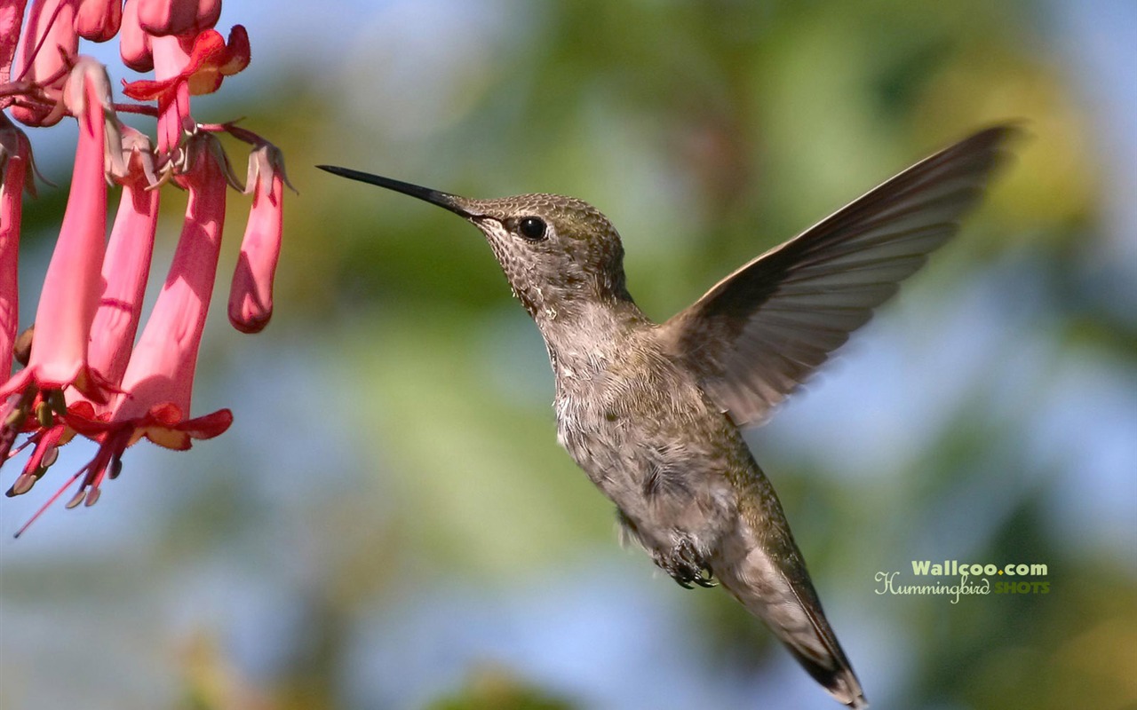 hummingbirds Foto Wallpaper #21 - 1280x800