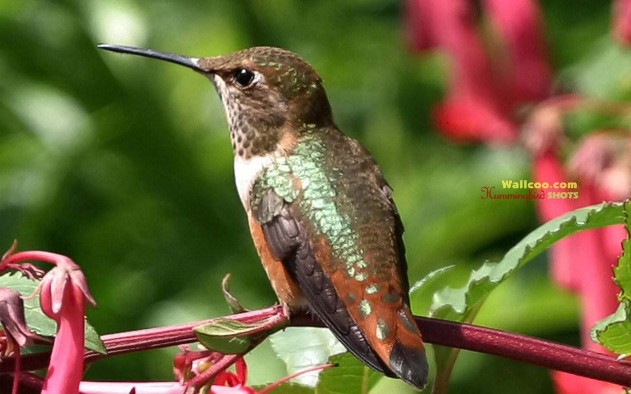 hummingbirds Foto Wallpaper #22 - 1280x800