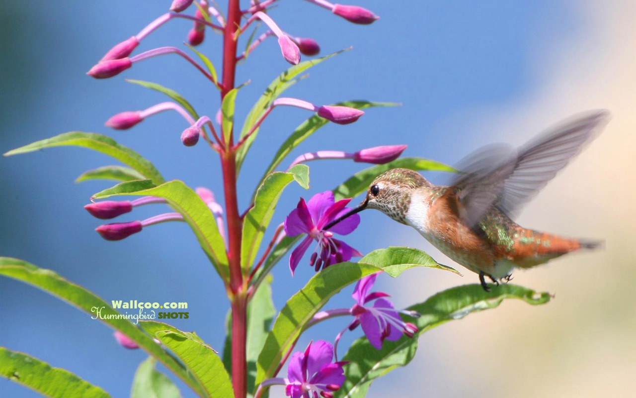 hummingbirds Foto Wallpaper #23 - 1280x800