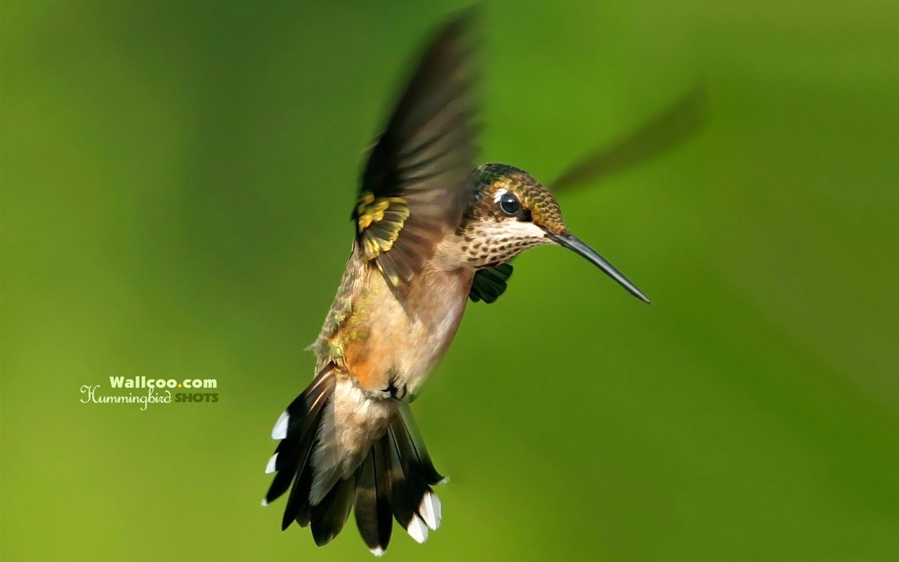 Hummingbirds Photo Wallpaper #24 - 1280x800