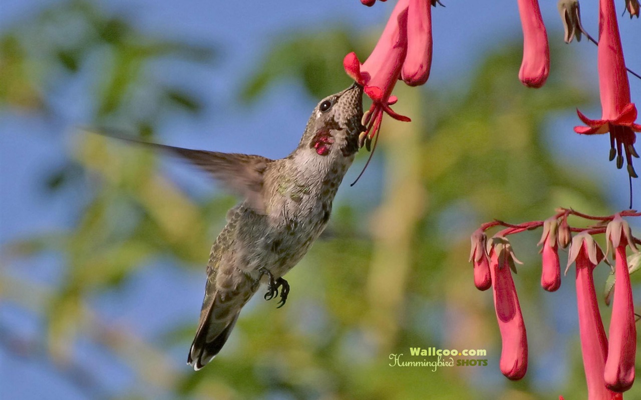 hummingbirds Foto Wallpaper #25 - 1280x800