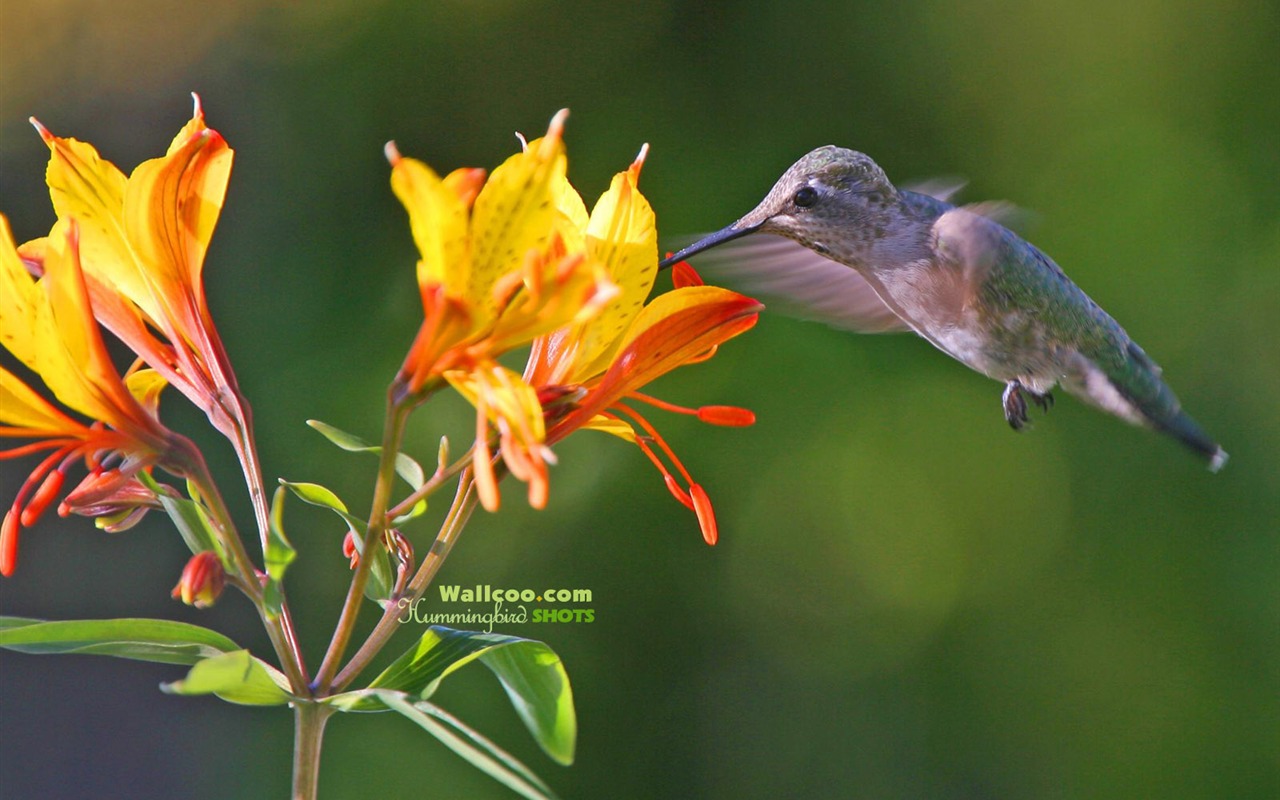 Hummingbirds Photo Wallpaper #26 - 1280x800