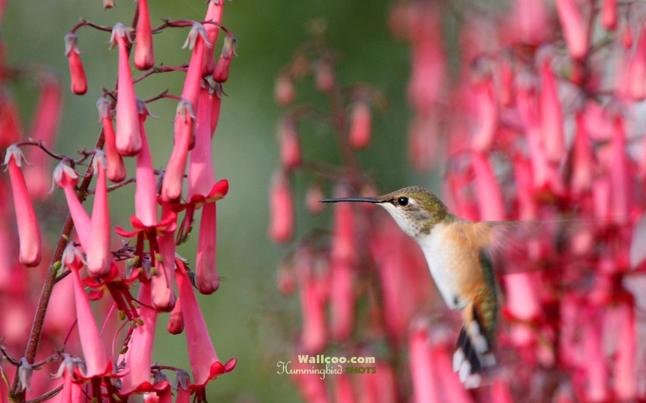 hummingbirds Foto Wallpaper #27 - 1280x800