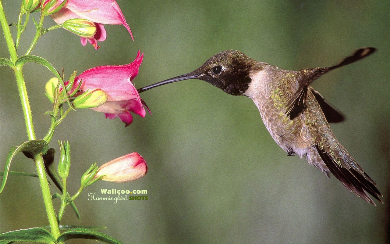 hummingbirds Foto Wallpaper #29 - 1280x800