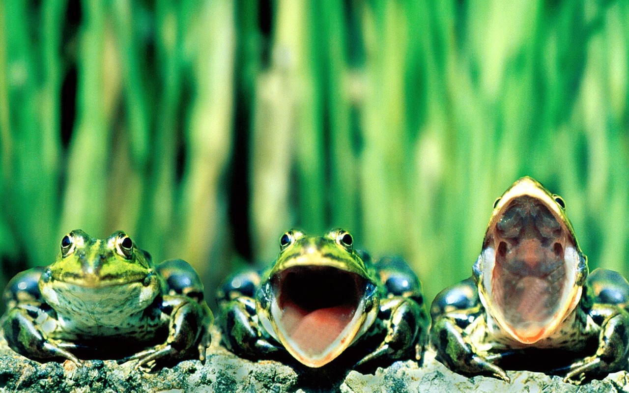 Frog Album Fonds d'écran #1 - 1280x800