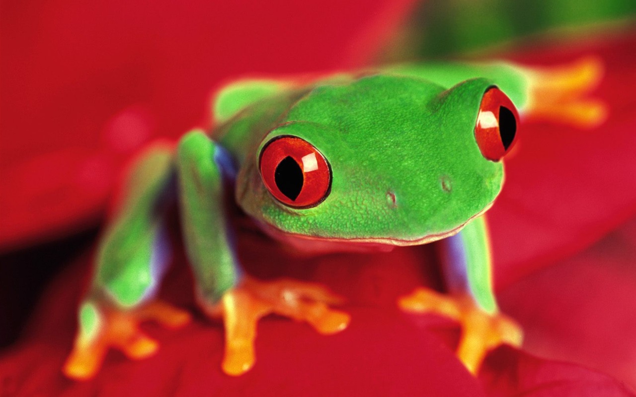 Frog Album Fonds d'écran #6 - 1280x800