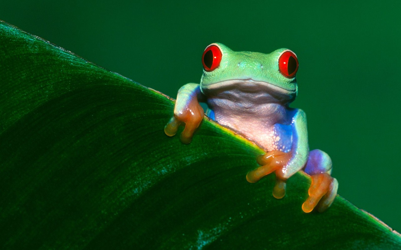 Frog Album Fonds d'écran #12 - 1280x800