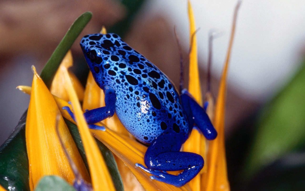 Frog Album Fonds d'écran #15 - 1280x800