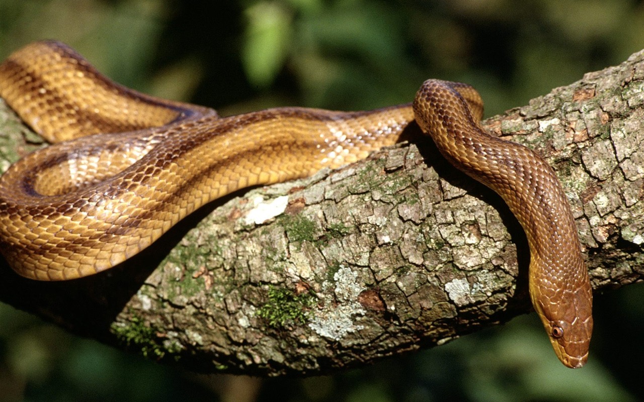 Snake Tapety Album #20 - 1280x800