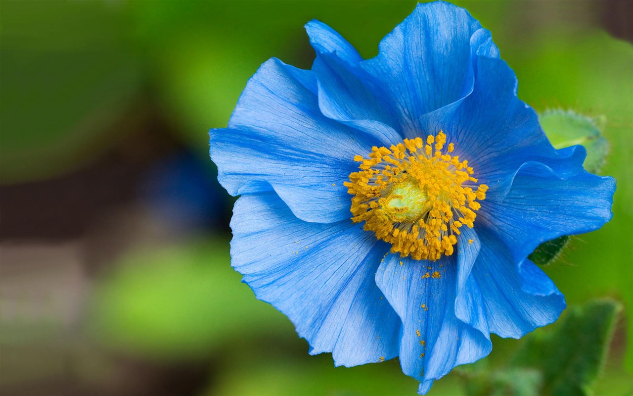 宽屏鲜花特写壁纸3 - 1280x800