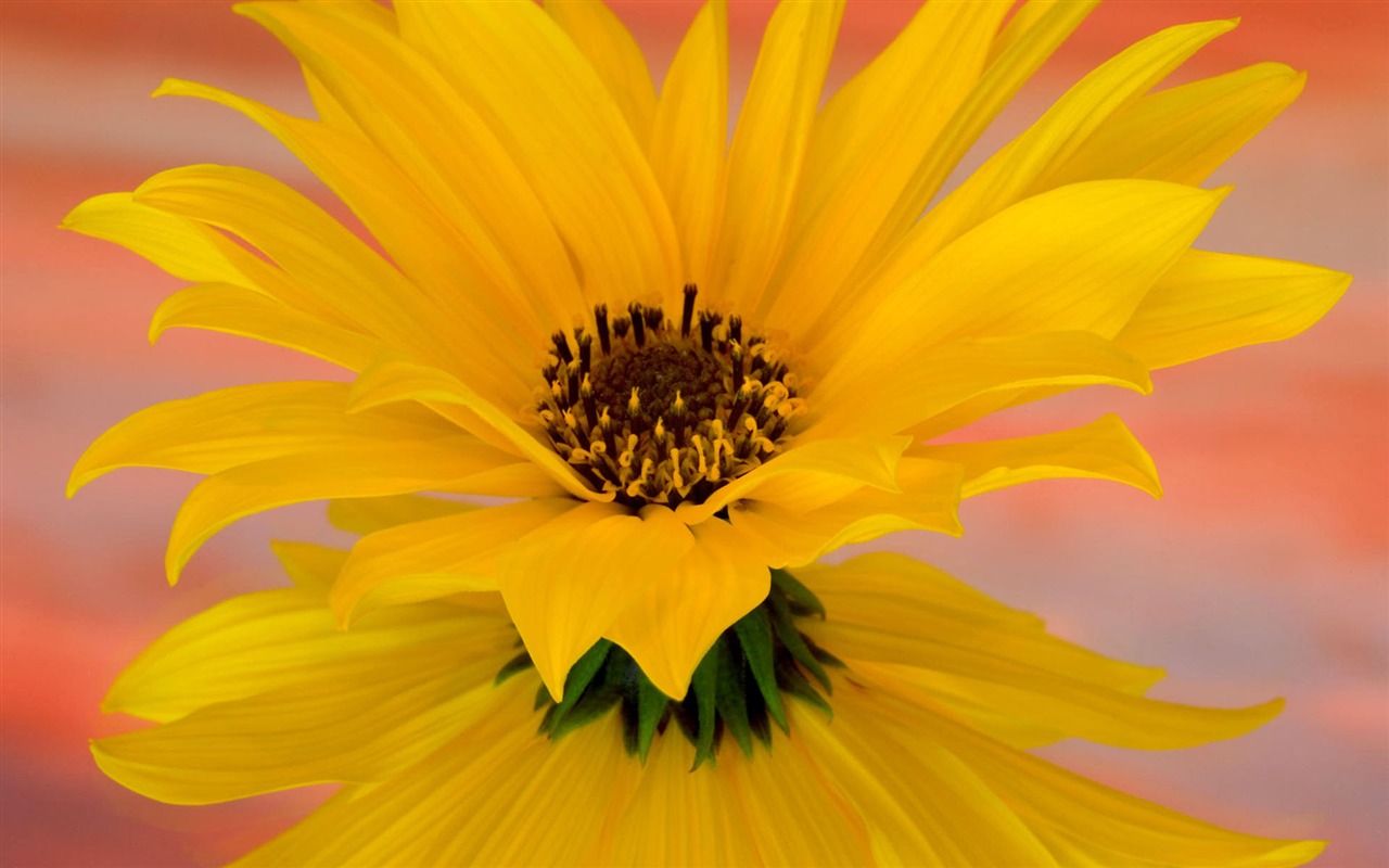 Pantalla ancha de flores fondos de escritorio de close-up #12 - 1280x800