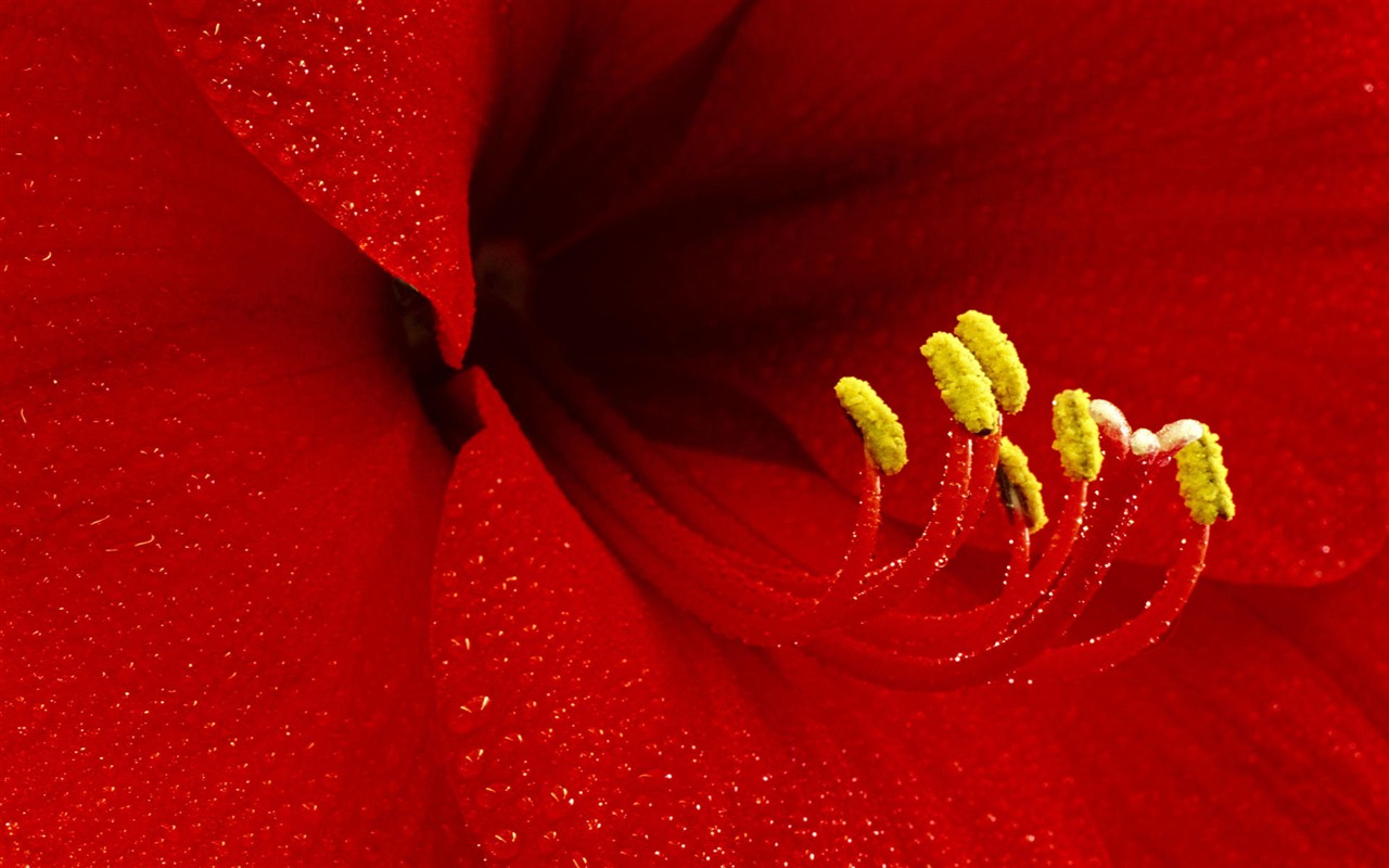 Širokoúhlé tapety květiny close-up #29 - 1280x800