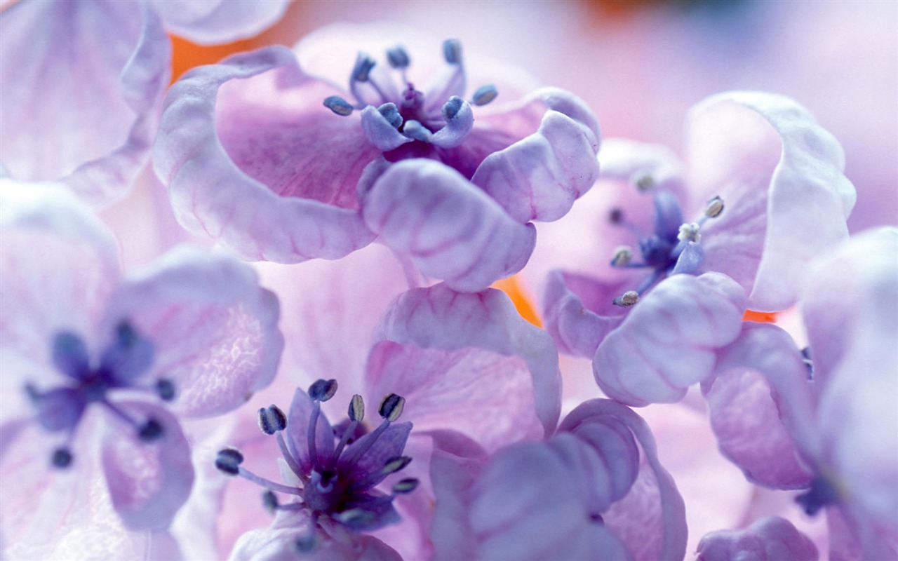 Širokoúhlé tapety květiny close-up #37 - 1280x800