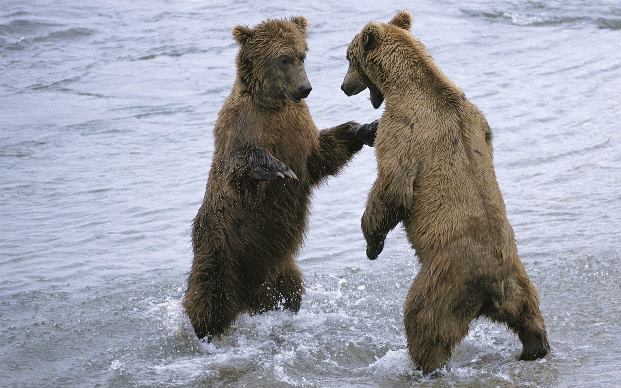 Fondos de pantalla del disco Oso #5 - 1280x800