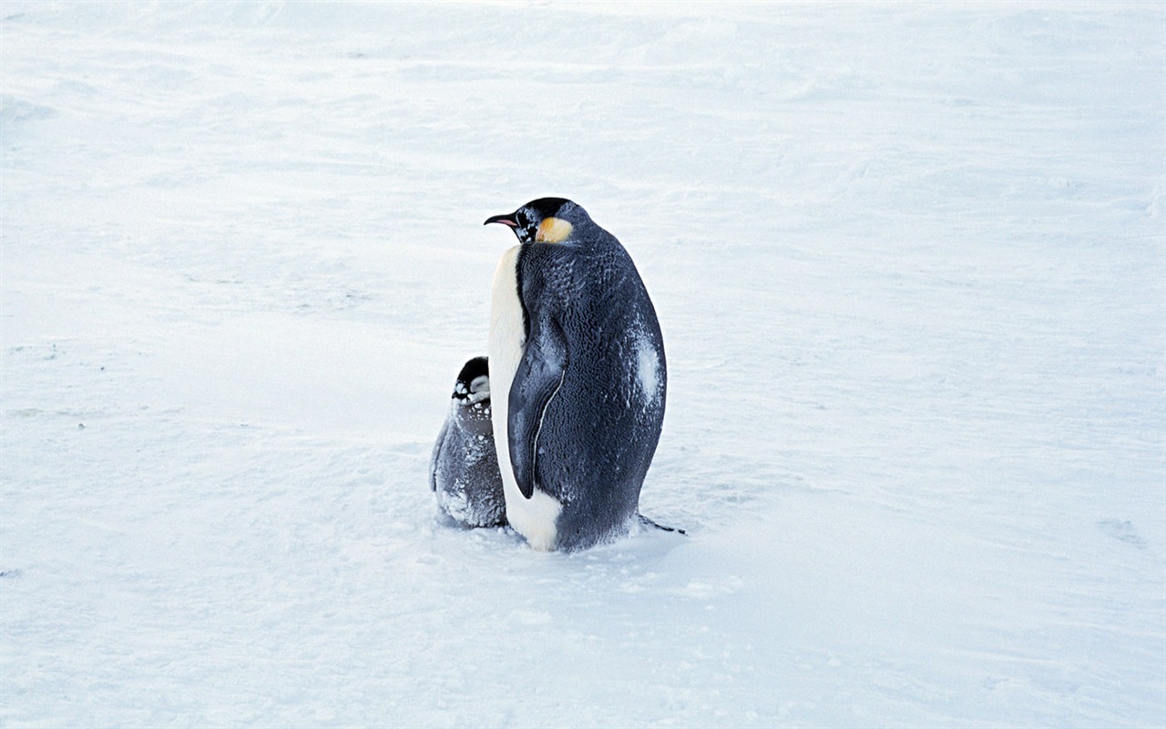 Foto de Animales Fondos de Pingüino #2 - 1280x800