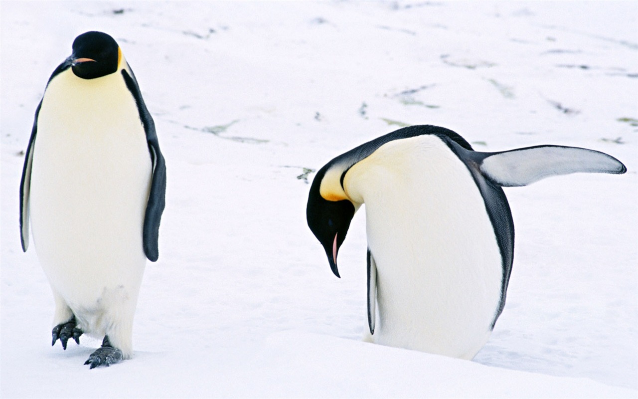 动物写真壁纸之企鹅3 - 1280x800