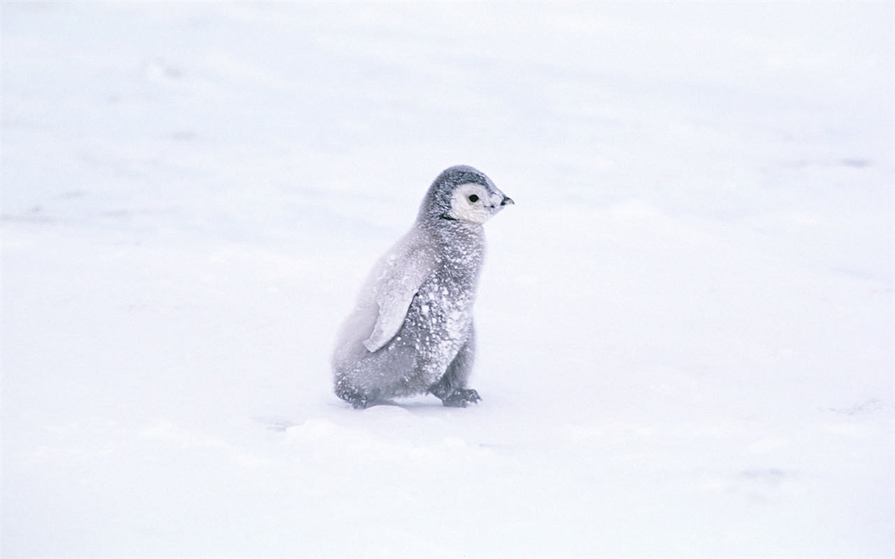 Foto von Penguin Animal Wallpapers #4 - 1280x800